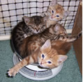Kittens in a scale