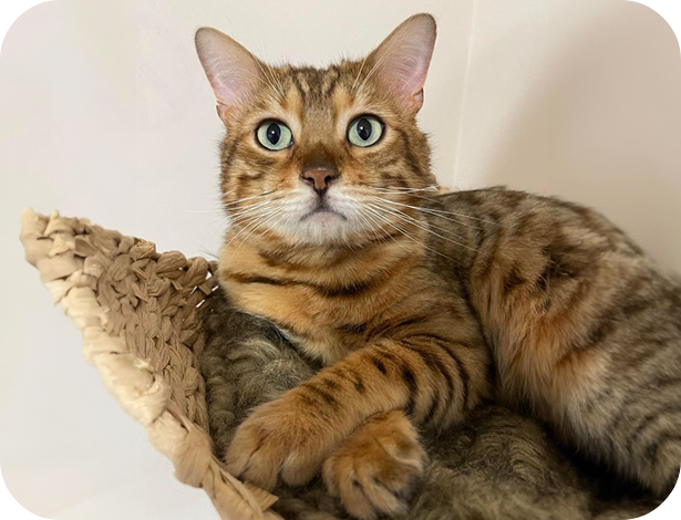 A cat sitting on top of a stuffed animal.