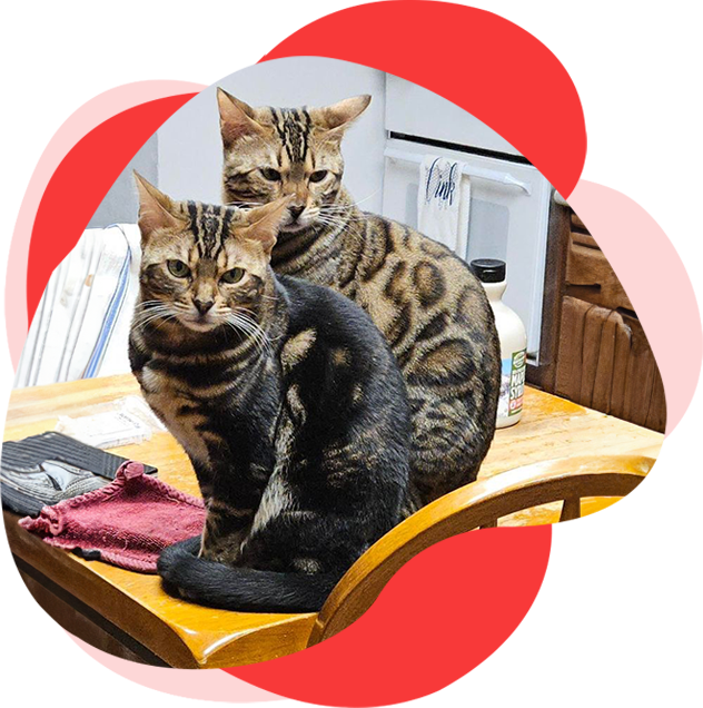 Two cats sitting on a table with red lips around them.