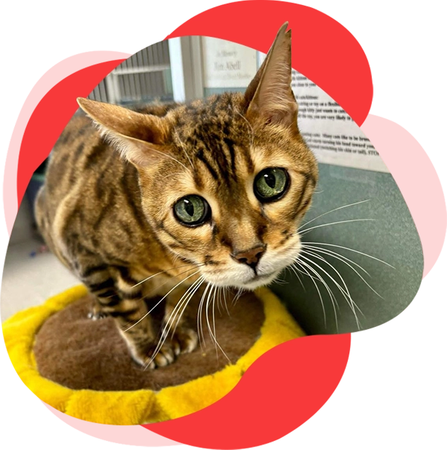 A cat sitting on top of a yellow pillow.