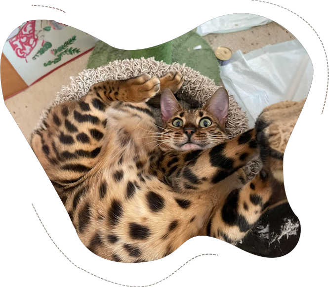 A cat laying on its back in a basket.